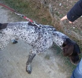 … und lässt den Hund weiter am Würgehalsband neben dem Auto herlaufen.