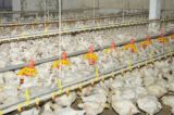 Tierindustrie will mit falscher Propaganda Tierschutz für Mastgeflügel aushebeln!