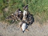 Nach 1 ½ Jahren: Verfahren gegen festgenommene Jagdbeobachter wurde eingestellt