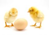 Ostern ohne (Käfig-) Eier?