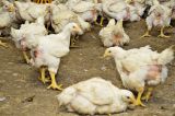 VGT warnt vor drohender Besatzdichtenerhöhung bei Mastgeflügel