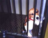 Weltversuchstiertag: bereits 44% aller Tierversuche nur Grundlagenforschung!