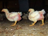 Besatzdichtenerhöhung Mastgeflügel: Tiroler Tierschutz traf Tierschutzminister Stöger