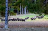 Wildschweinmassaker: Ing. Pröll, Dr. Konrad und Mensdorff-Pouilly im Jagdgatter