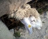 Tierleid im Wiener Bio-Tierpark Am Cobenzl