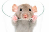"Stop Vivisection" - über 1 Million Unterschriften!