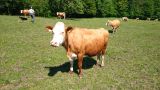 Auf VGT-Exkursion zu einem extensiven Bio-Milchwirtschaftsbetrieb