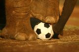 Tierische WM-Orakel: Spaß oder Tierquälerei?