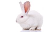 Tierversuchsstatistik 2013 veröffentlicht: um 24.000 Tiere mehr als 2012