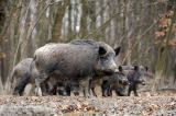 Gatterjagd: nun Anzeige Amtsmissbrauch gegen nö Landesjägermeister Josef Pröll