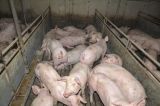 "Lasst doch die Schweinebauern arbeiten!"?