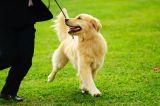 VGT distanziert sich von Cesar Millans Hundeshow in Wien