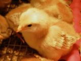 Weiteres Tötungsverbot männlicher Eintagsküken in Deutschland. VGT fordert ähnliche Regelung in Österreich
