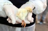 Grazer Herrengasse: 170 tote Tiere klagen an!