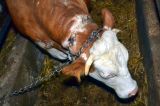 Ankündigung: Kettenrinder-Tierquäler kommt vor Gericht