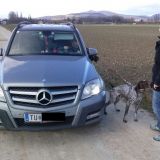 Aus aktuellem Anlass: Mitziehen angeleinter Hunde aus einem Auto ist verboten