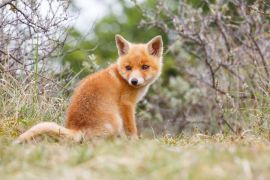 Fuchsbaby