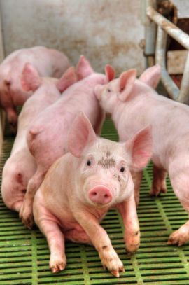 Schweine