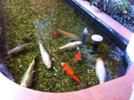 Goldfischbecken