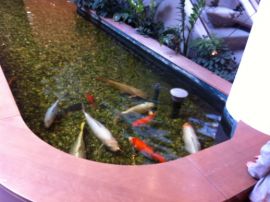 Goldfische