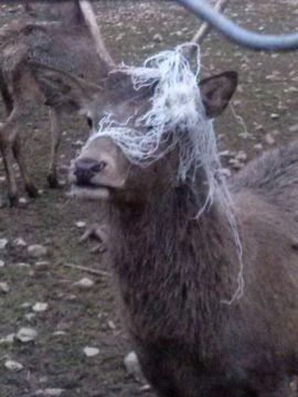 Hirsch mit Netz