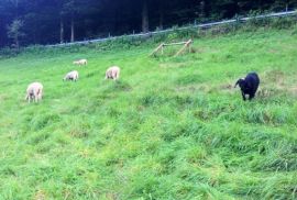 Die Jagd passierte auch diese Schafweide.