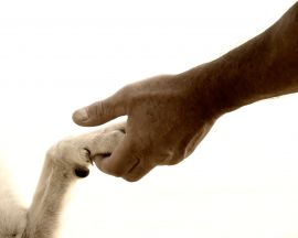 Die Revolution für Tiere ist ein Umdenken, eine Revolution des Mitgefühls, der Herzen.