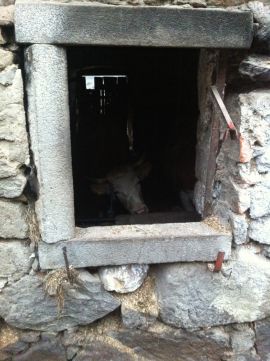 Fenster