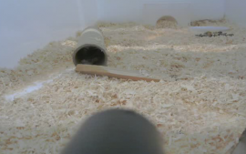 Rattenexperiment