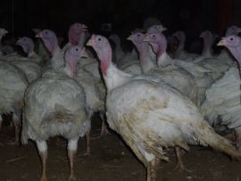 Puten