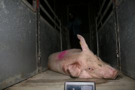 Krankes Schwein