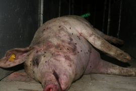 totes Schwein