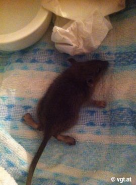 Ratte