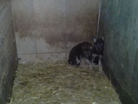 Welpen