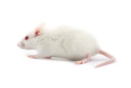 Labormaus