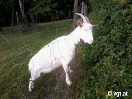 Ziege