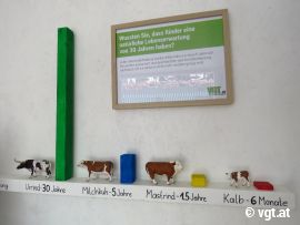 Darstellung