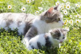 Katzen