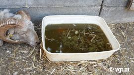 Wasser