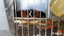 Meerschweinchen