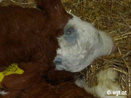 hornloses Kalb