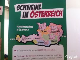 Schweine