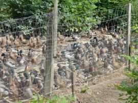 Zuchtenten bei Mensdorff-Pouilly zur Jagd
