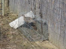 Fasanhenne als Lebendköder in Raubtierfalle