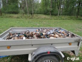 Enten