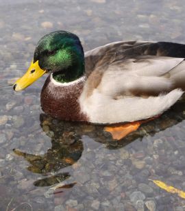 Ente