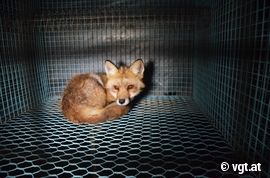 Fuchs