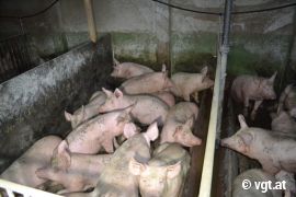 Mastschweine