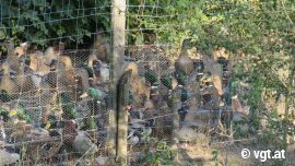 gezüchtete Enten
