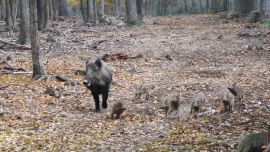 Wildschweinfamilie auf der Flucht.